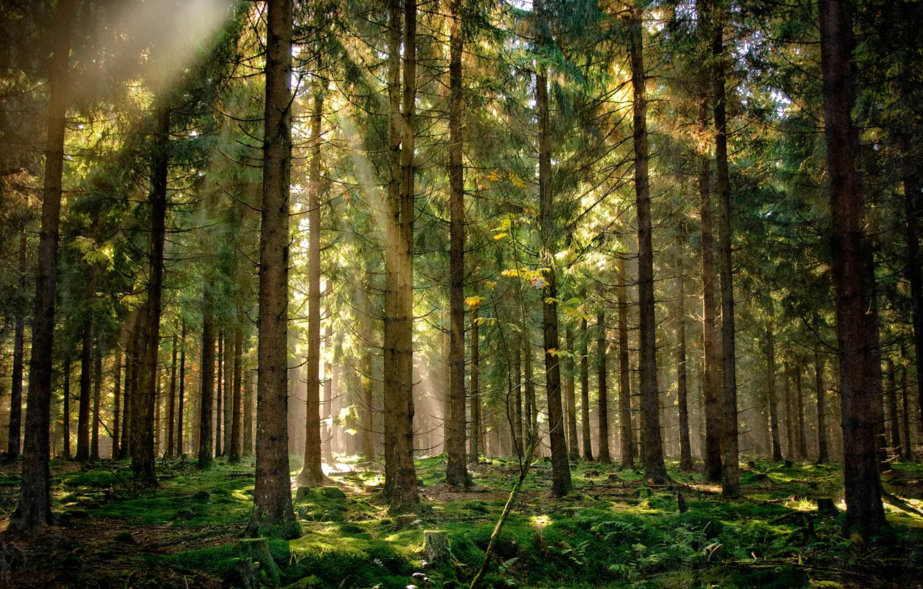 Photo wallpaper forest, rays, light, nature