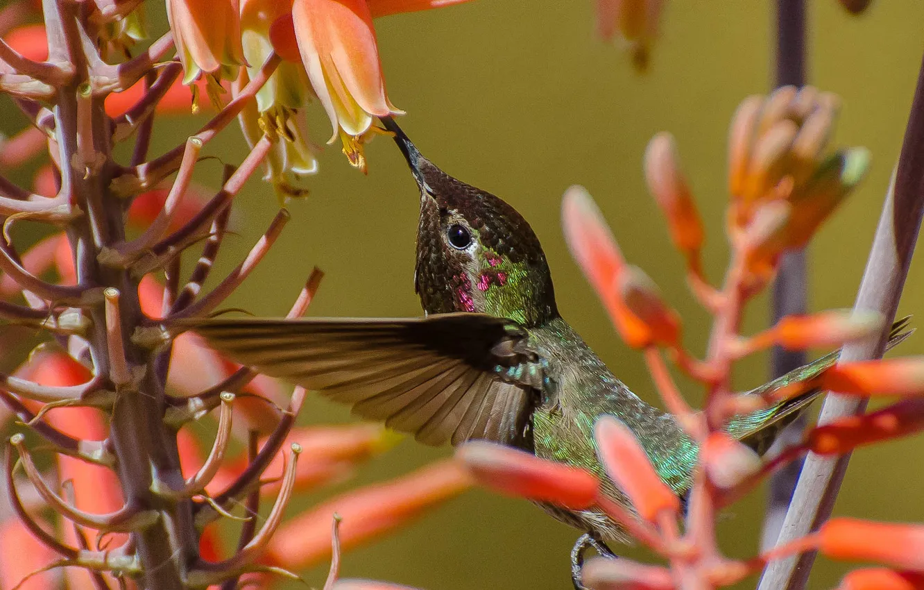 Photo wallpaper flowers, bird, Hummingbird