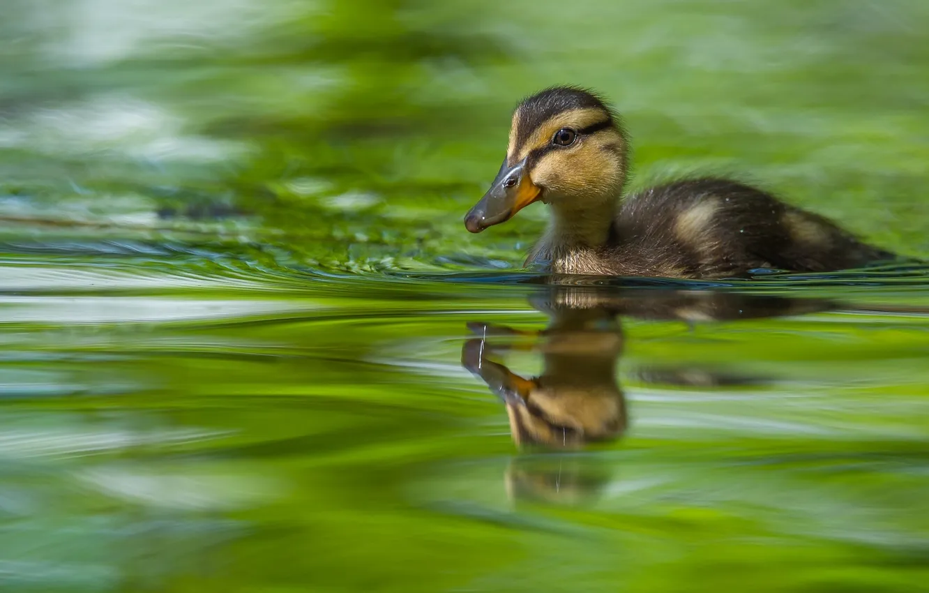 Photo wallpaper water, reflection, beak, river, duck