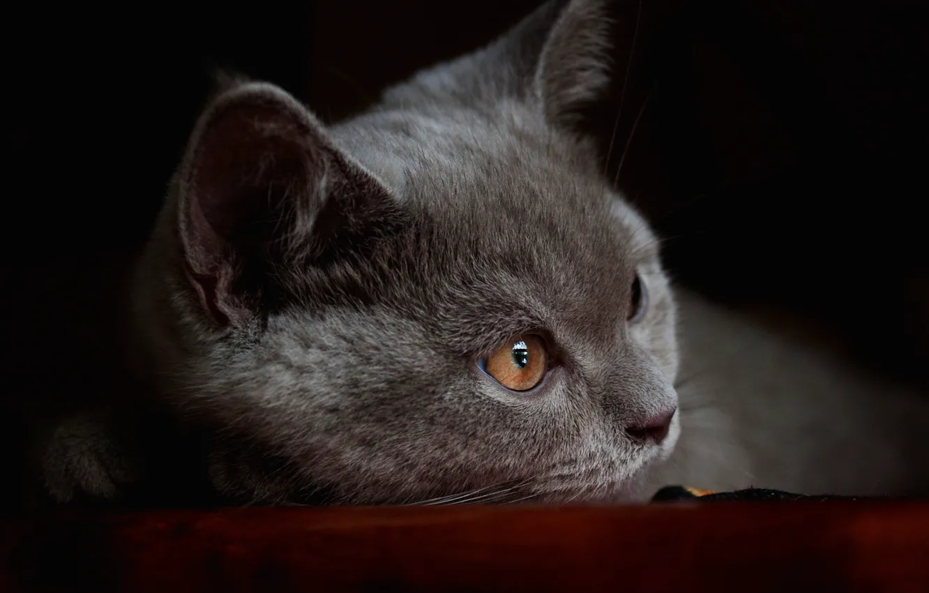 Photo wallpaper cat, look, close-up, pose, grey, portrait, muzzle, lies