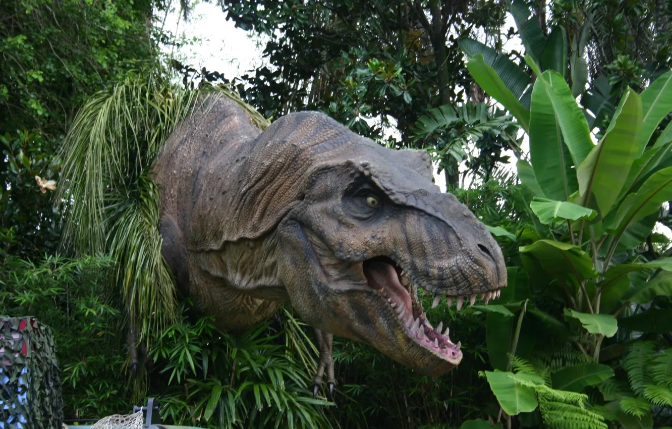 Photo wallpaper park, Dinosaur, face, T-Rex