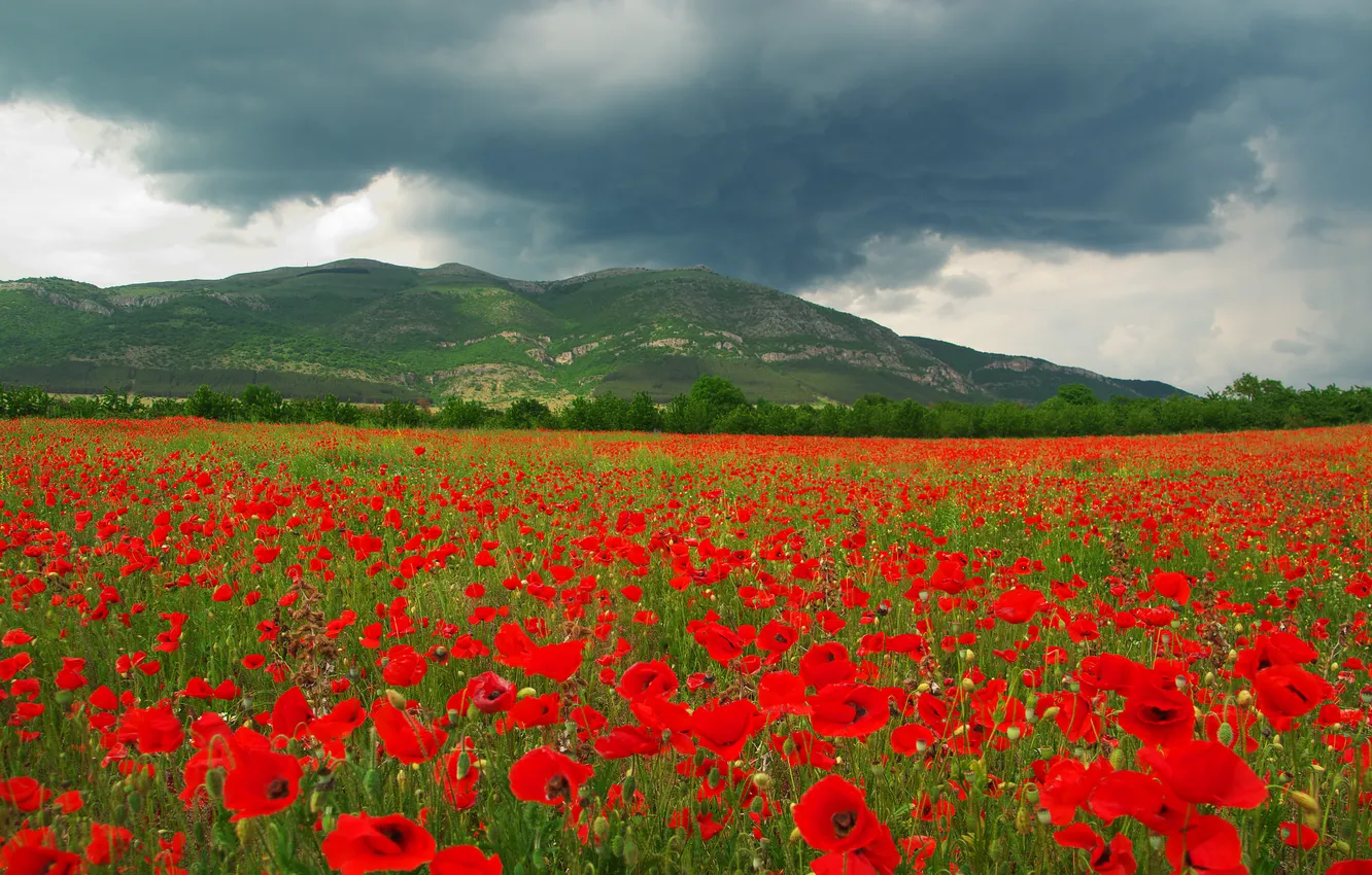 Photo wallpaper flowers, mountains, red, clouds, hills, Maki, poppy field
