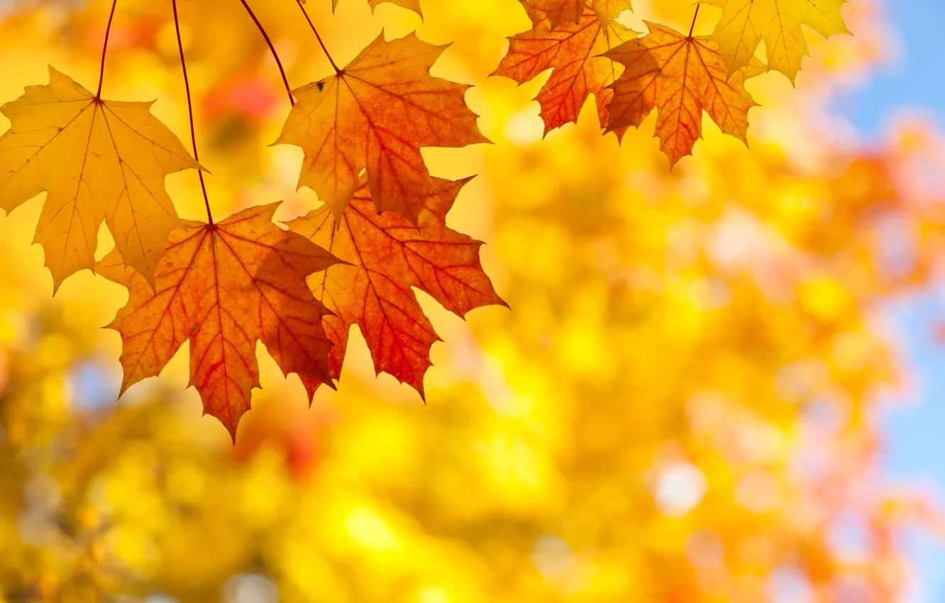 Photo wallpaper autumn, leaves, trees, maple