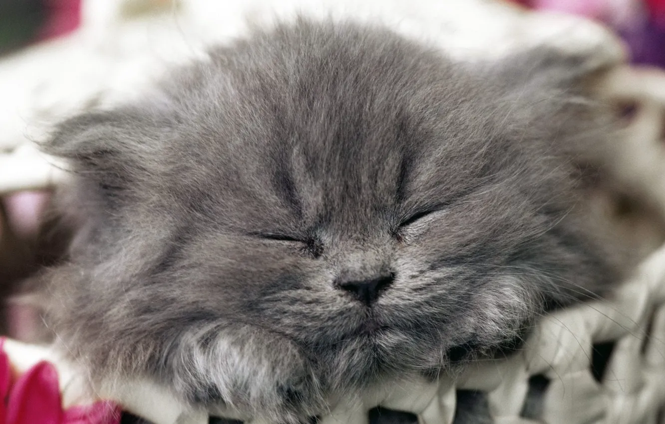Photo wallpaper kitty, sleeping, cute