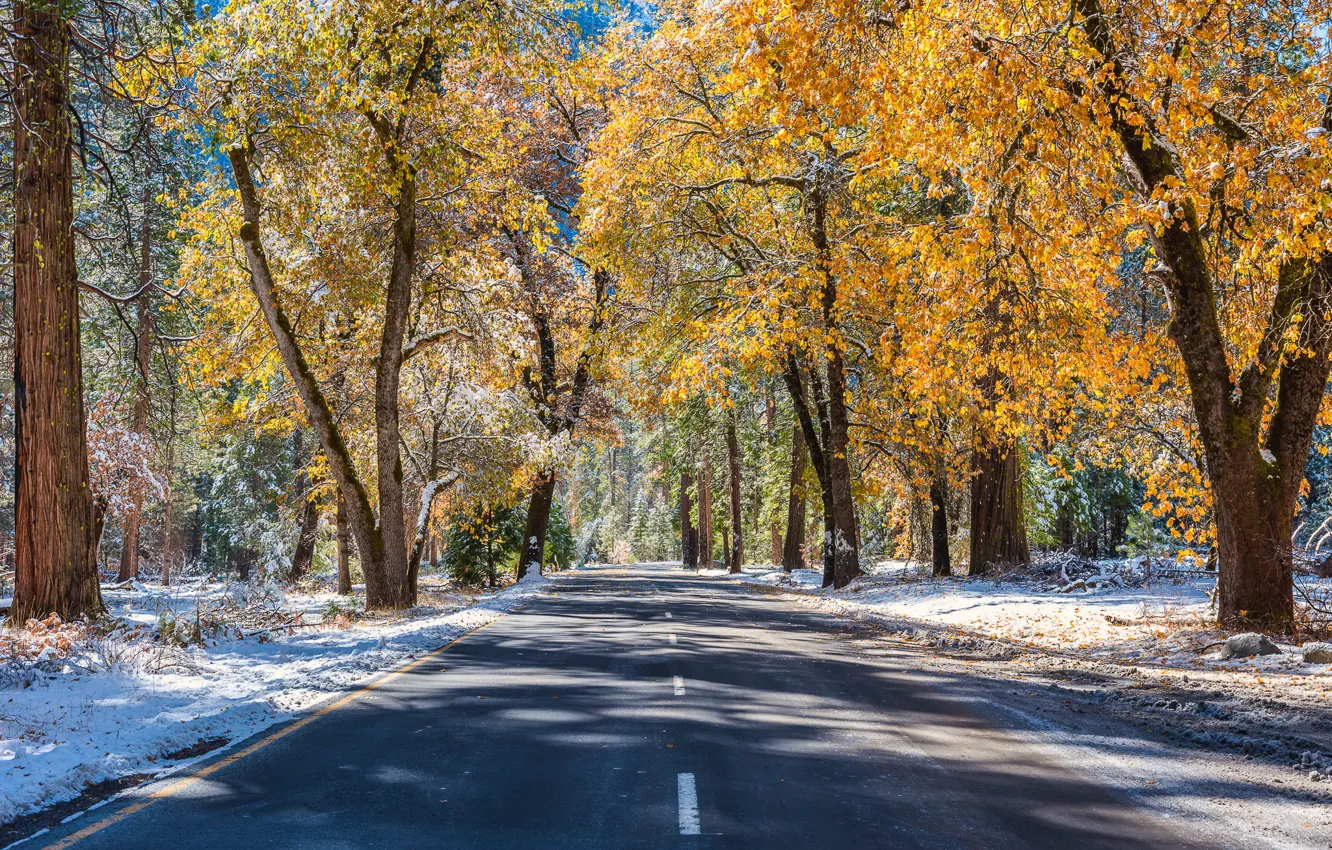 Photo wallpaper winter, road, autumn, forest, the sun, snow, trees