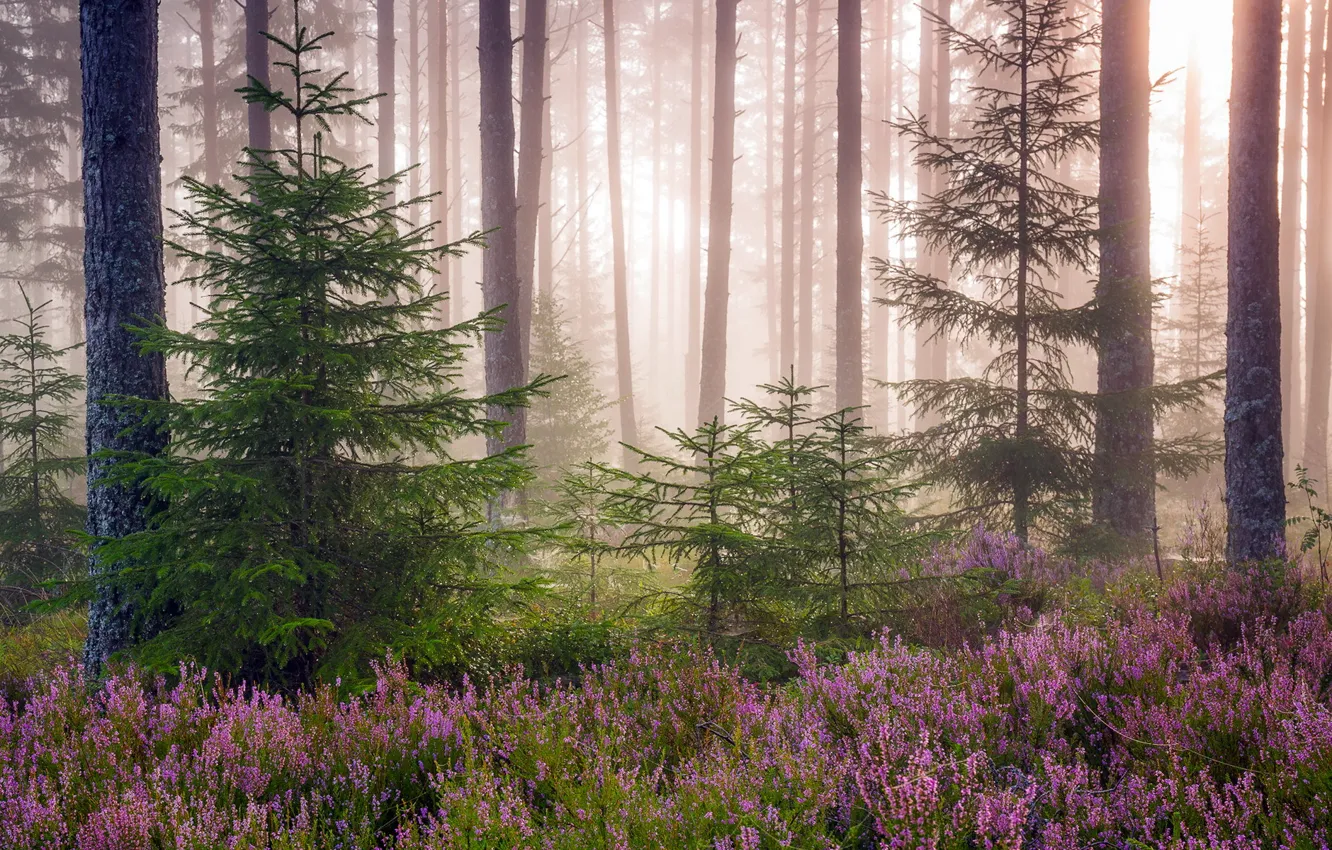 Photo wallpaper forest, trees, nature