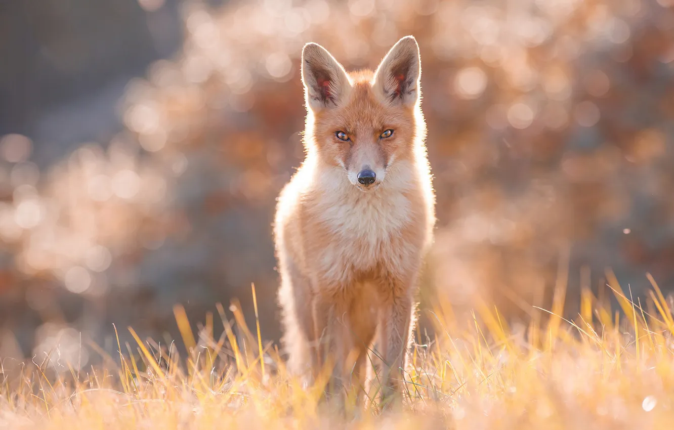 Photo wallpaper field, light, nature, Fox, red, bokeh