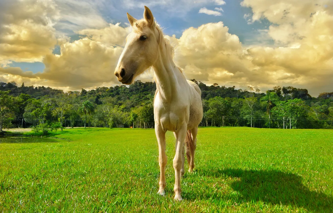Photo wallpaper field, the sky, clouds, horse
