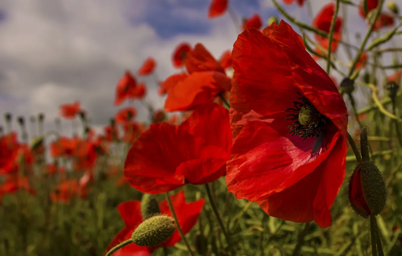 Photo wallpaper the sky, grass, nature, Maki, petals