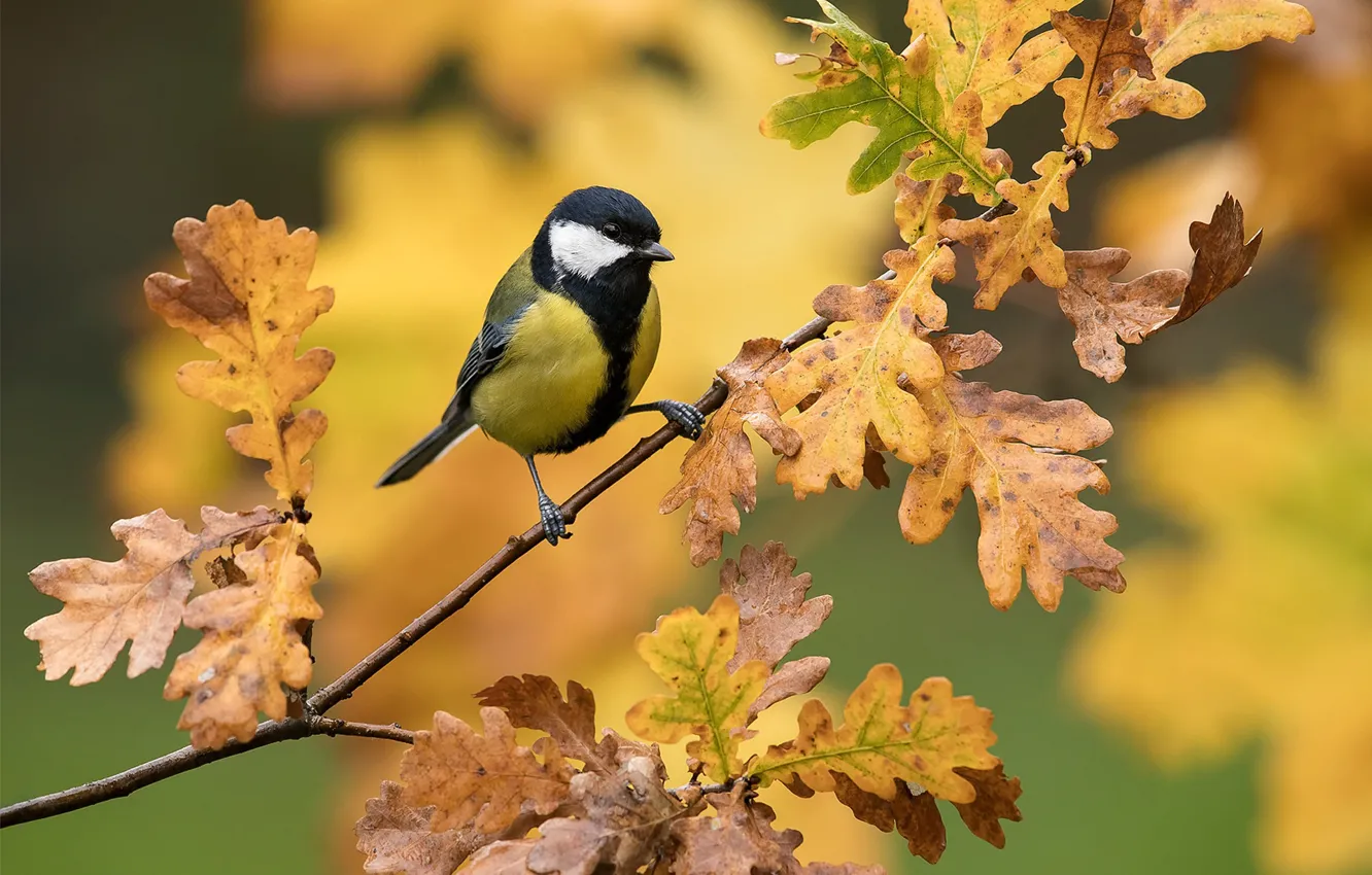 Photo wallpaper leaves, branches, background, bird, oak, tit