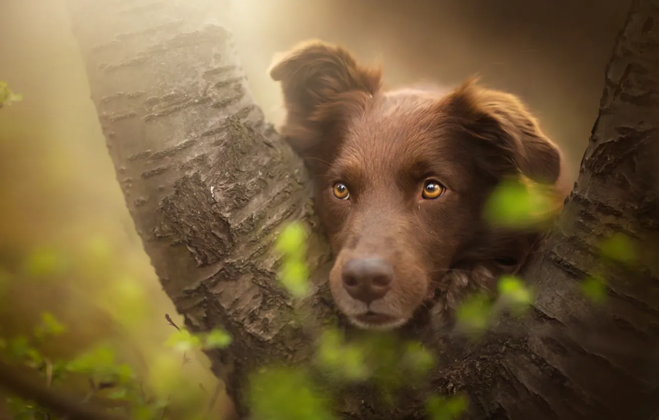 Photo wallpaper look, each, dog