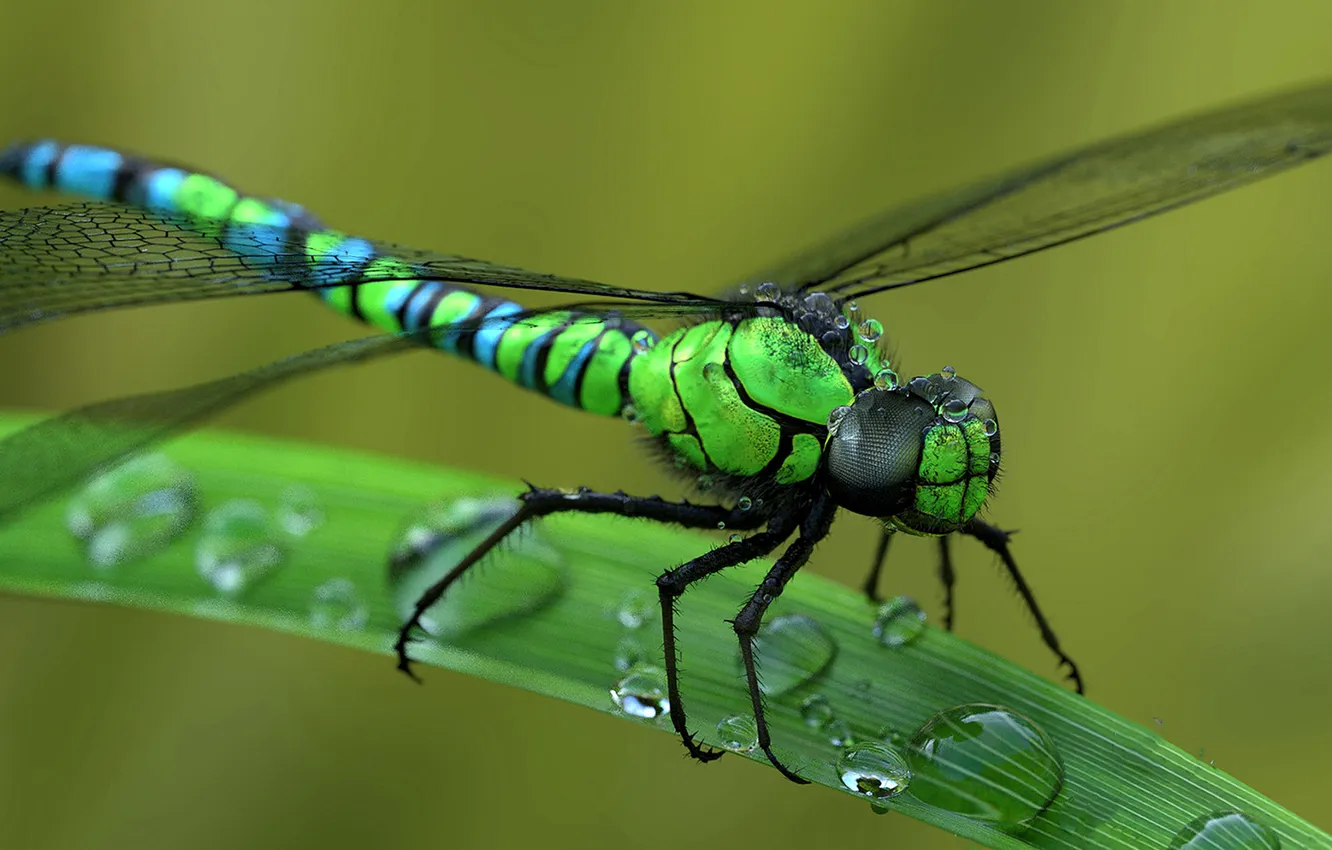 Photo wallpaper eyes, drops, macro, wings, dragonfly