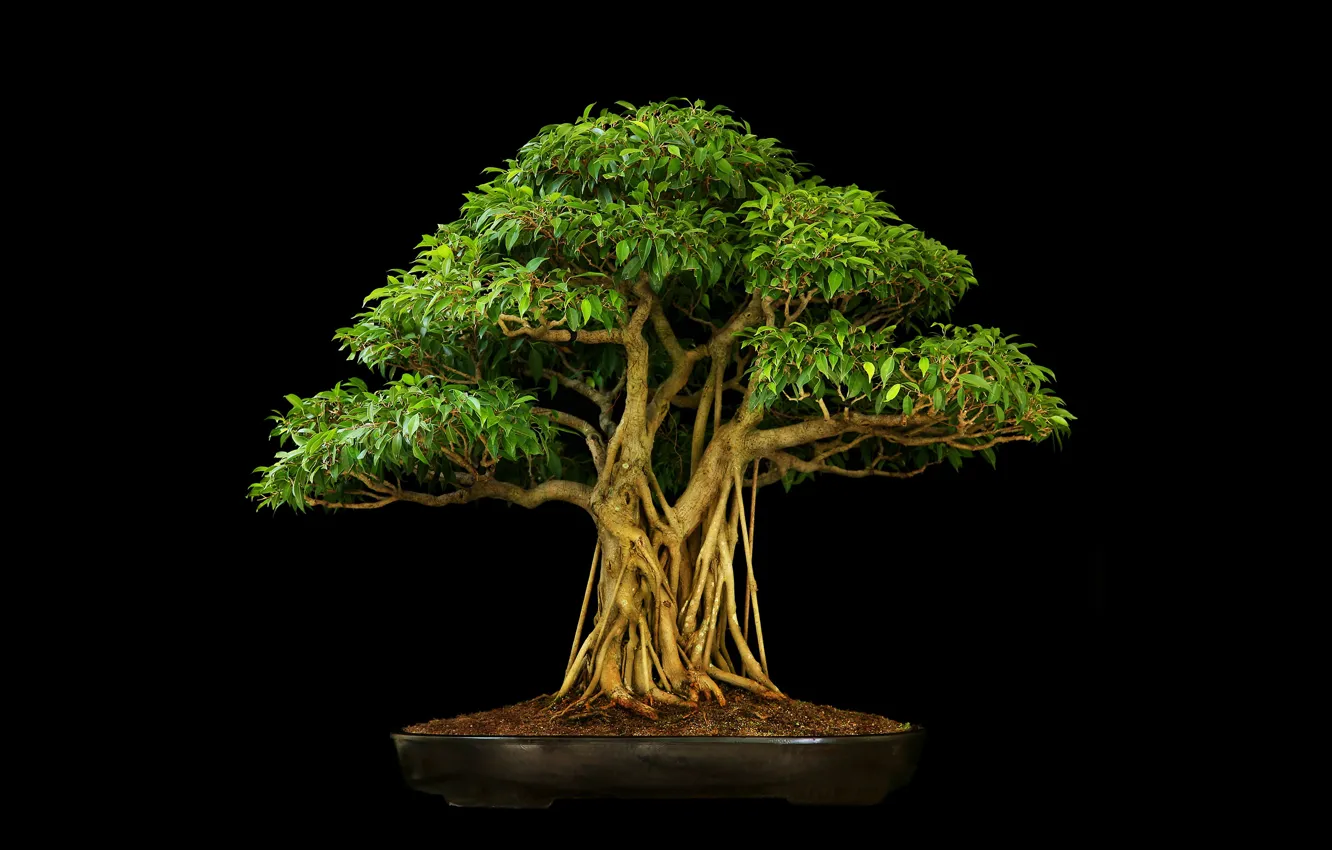 Photo wallpaper background, dark, bonsai, three trees