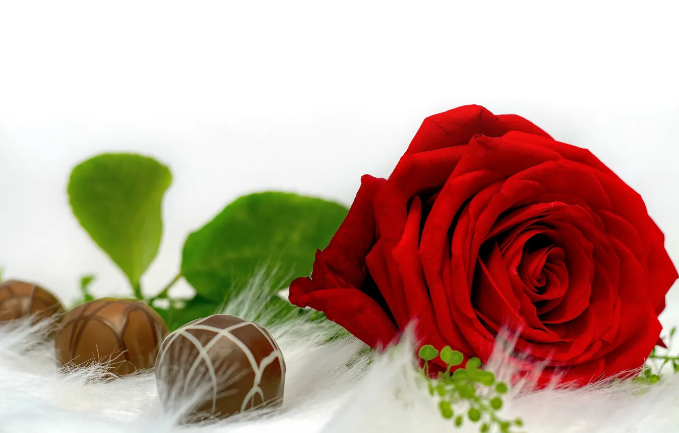 Photo wallpaper flower, rose, Bud, candy