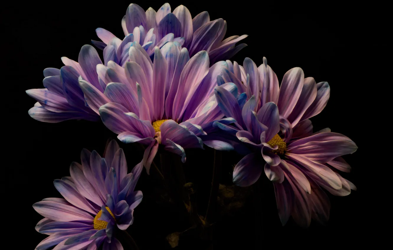 Photo wallpaper flowers, nature, background