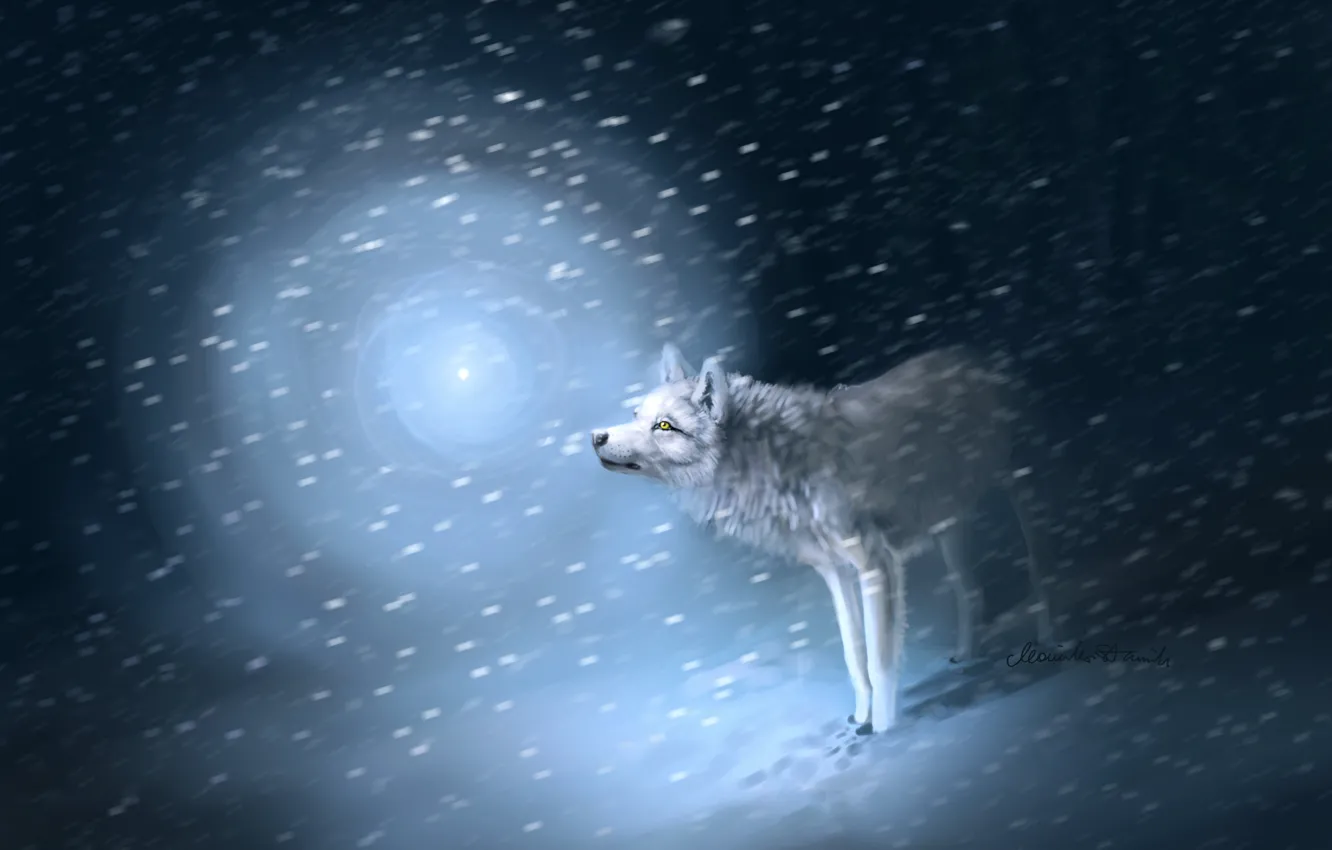 Photo wallpaper light, snow, traces, Wolf, Blizzard