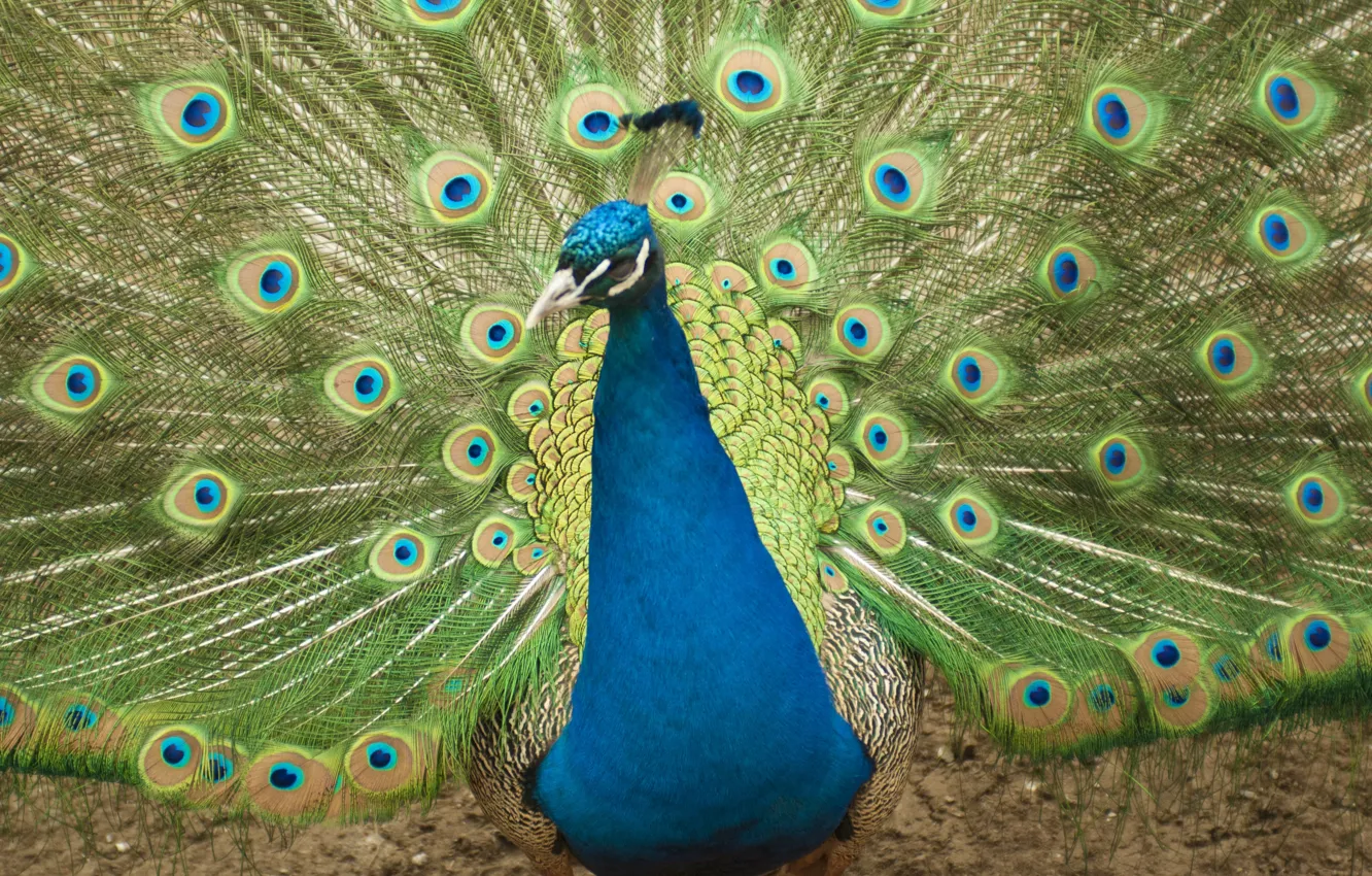 Photo wallpaper animals, birds, blue, bright, green, pen, feathers, peacock
