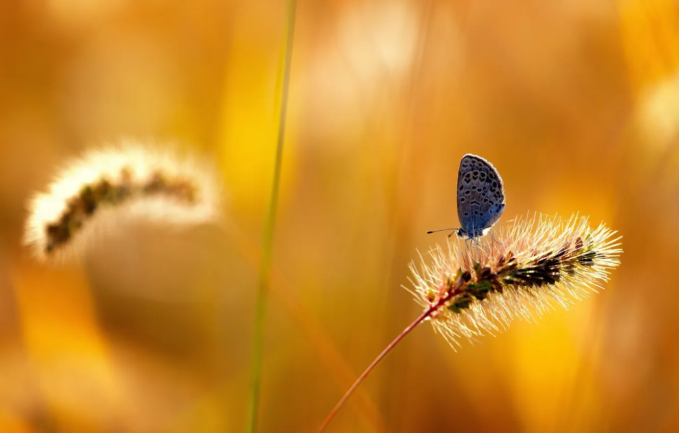 Photo wallpaper summer, nature, butterfly