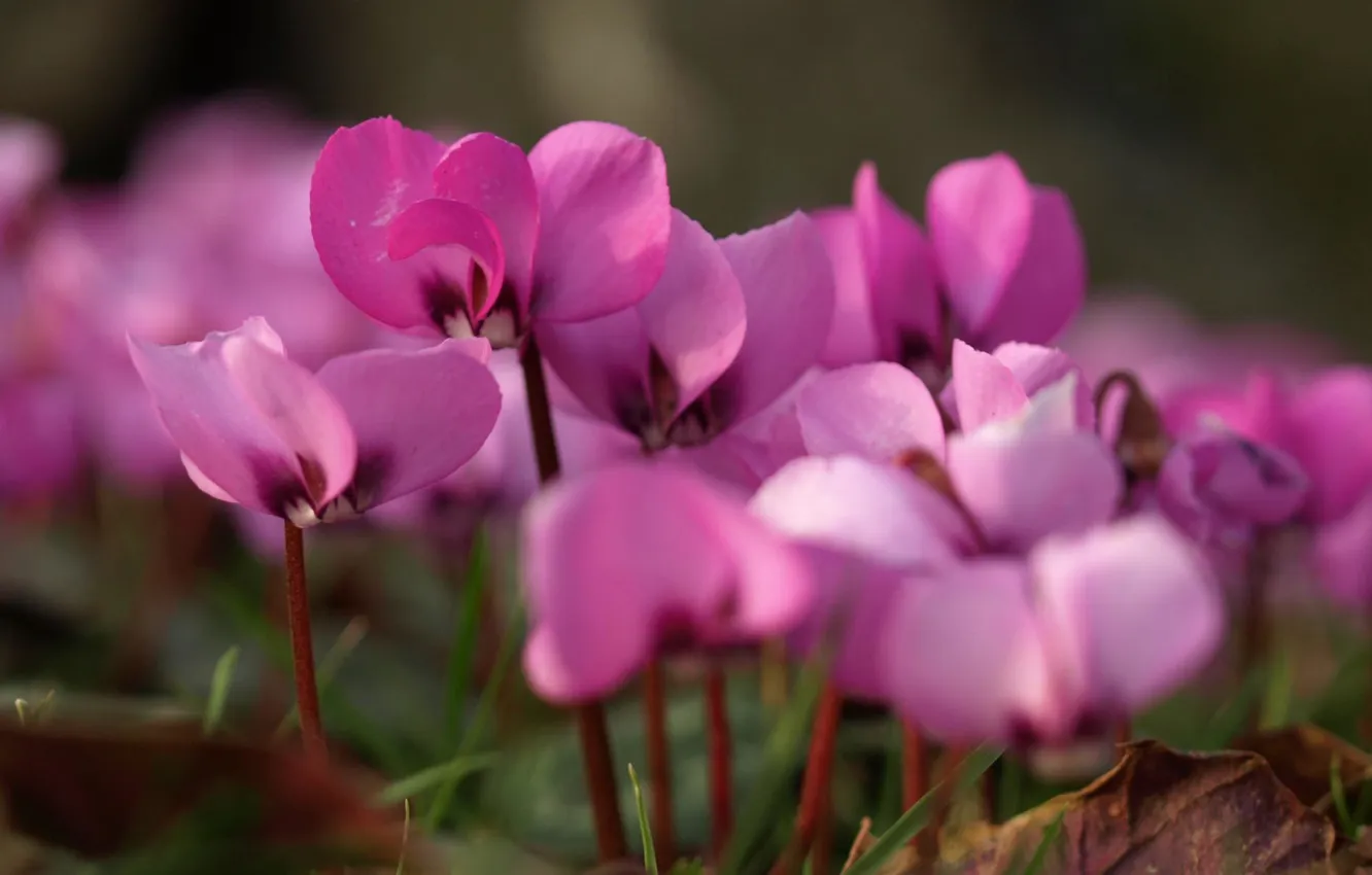 Photo wallpaper flowers, tenderness, pink, primrose, tsiklomen, spring flower