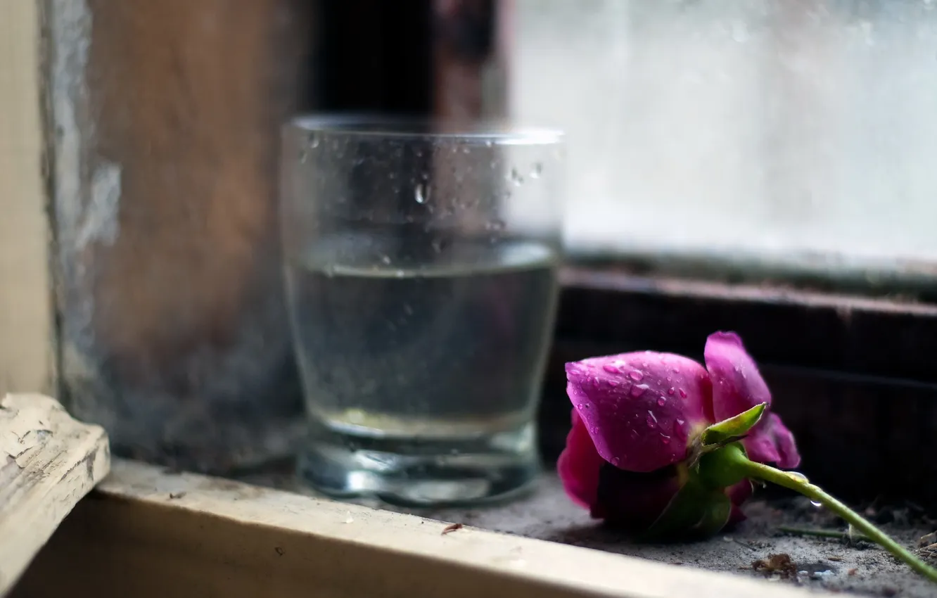 Photo wallpaper flower, glass, rose, window
