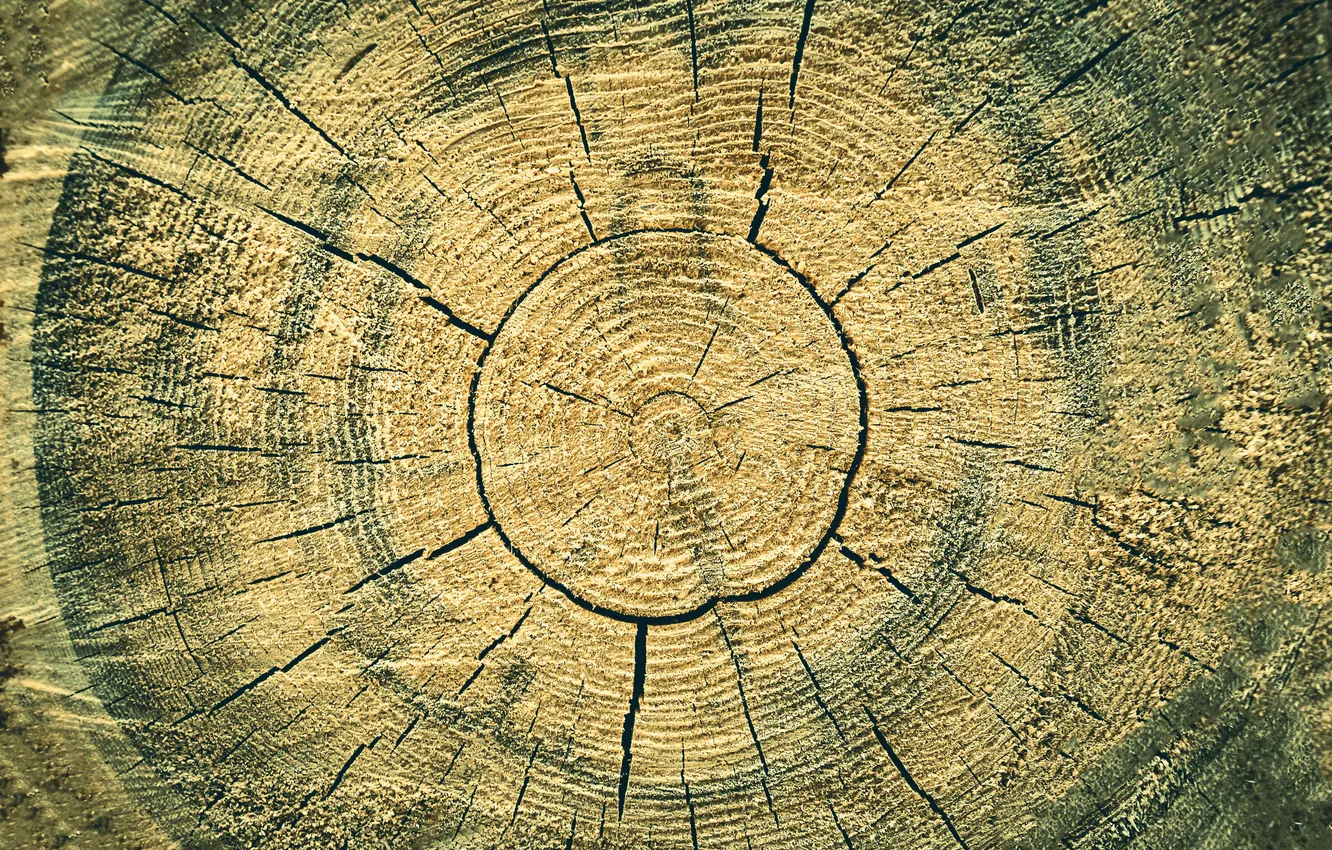 Photo wallpaper cracked, tree, texture, ring