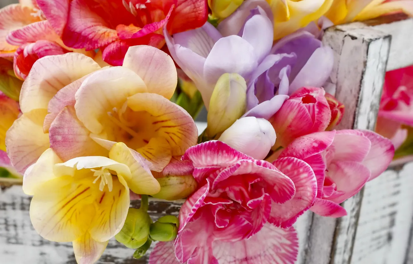 Photo wallpaper flowers, colorful, flowers, spring