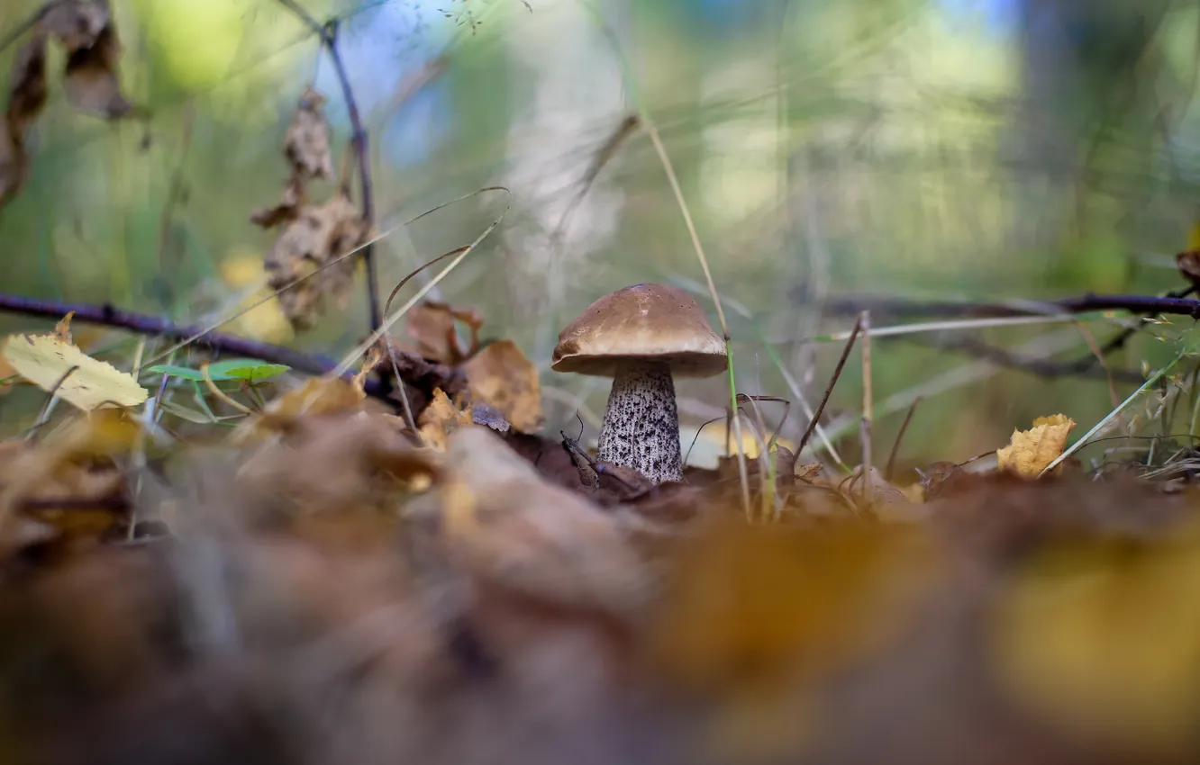 Photo wallpaper autumn, forest, boletus, obabkov