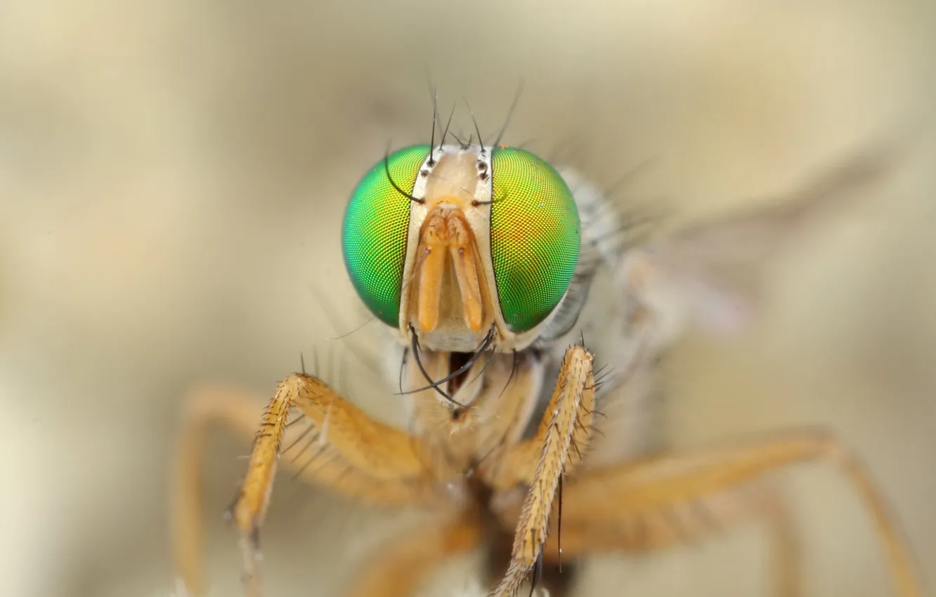 Photo wallpaper eyes, fly, head, insect