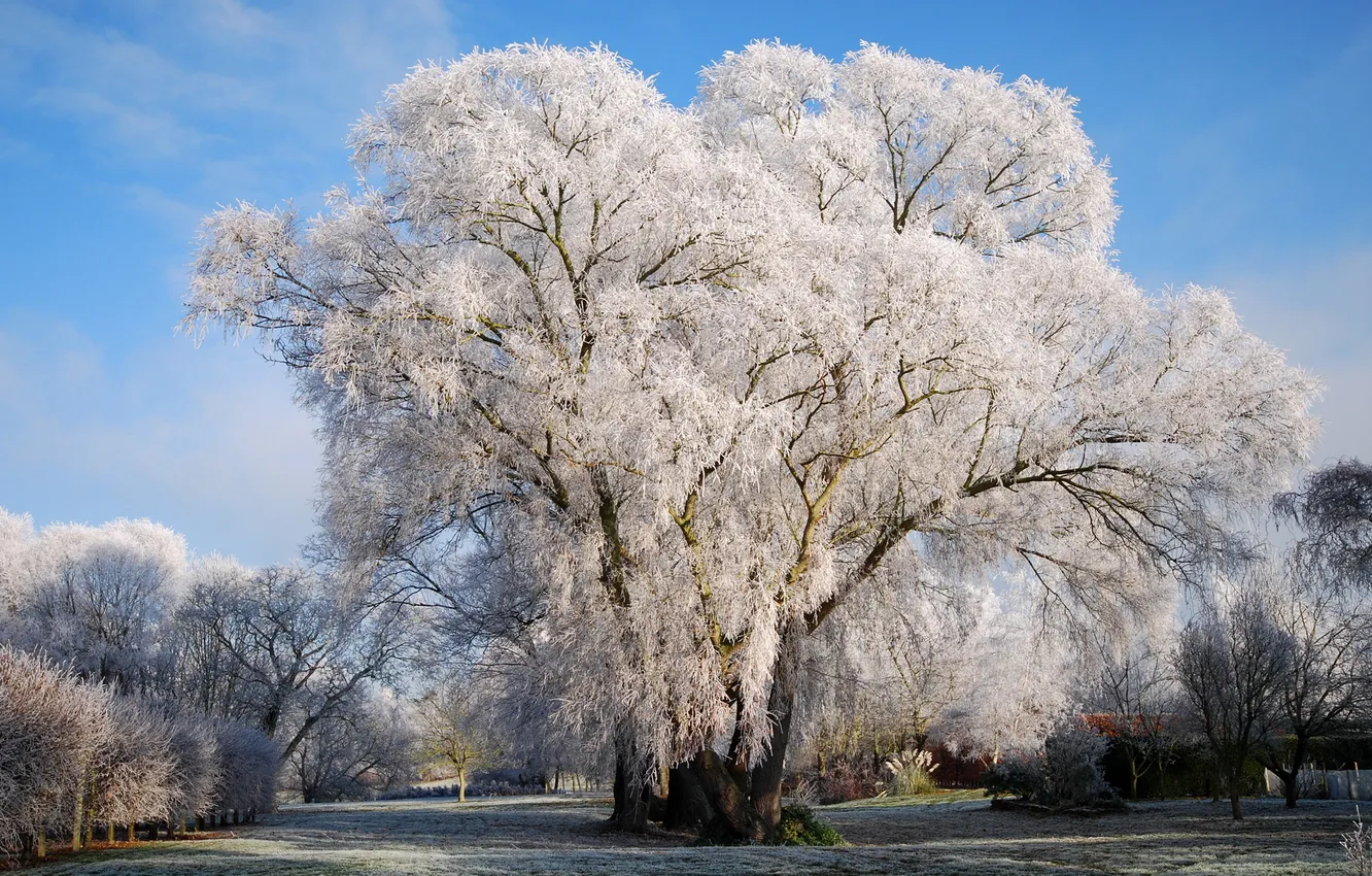 Photo wallpaper winter, frost, snow, trees, nature