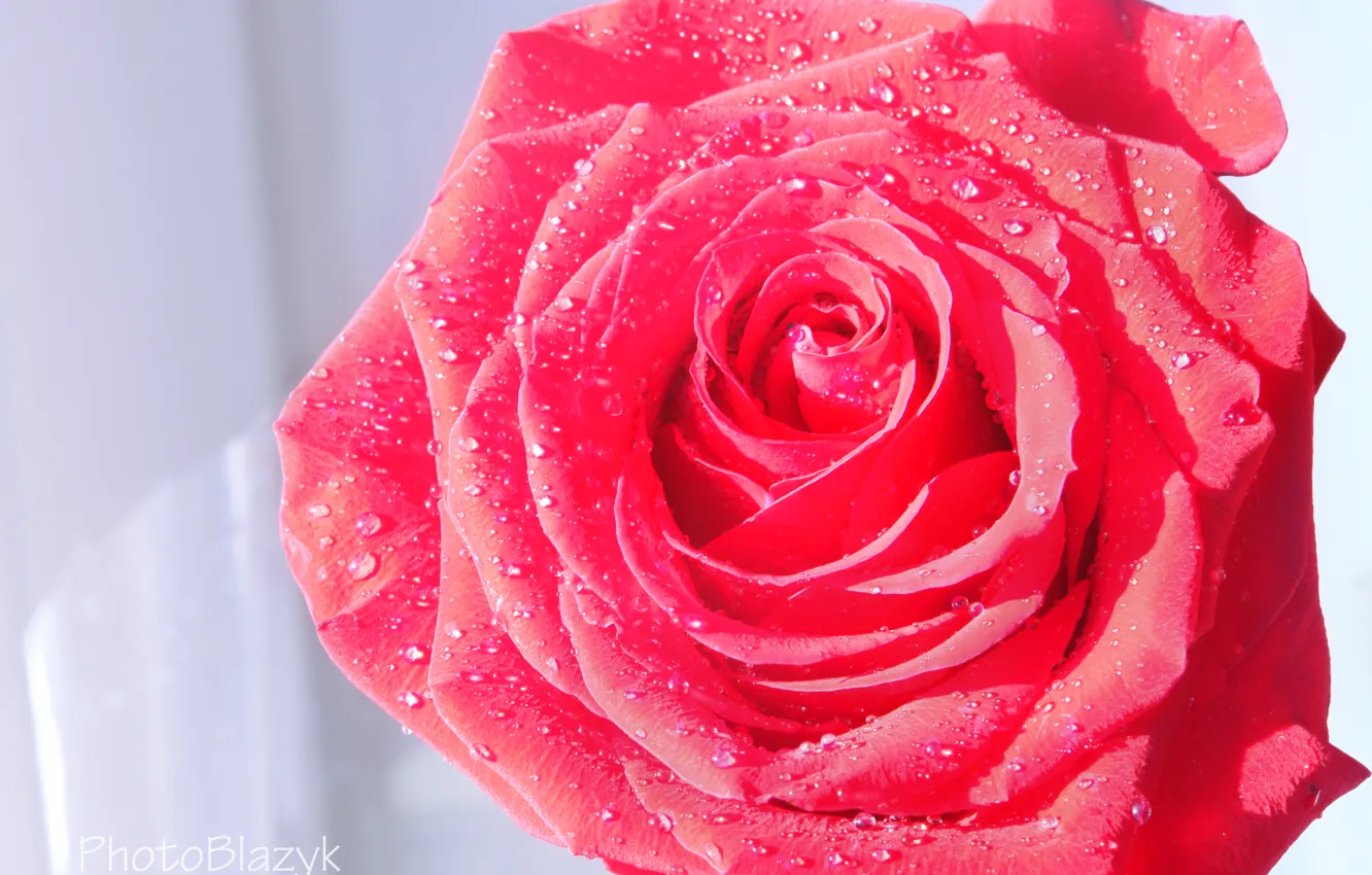 Photo wallpaper flower, water, drops, rose, petals, scarlet