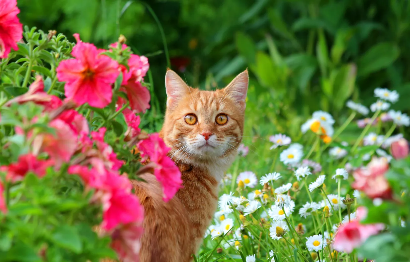 Photo wallpaper animals, summer, cat, cats, nature, cottage, red cat, Stepan