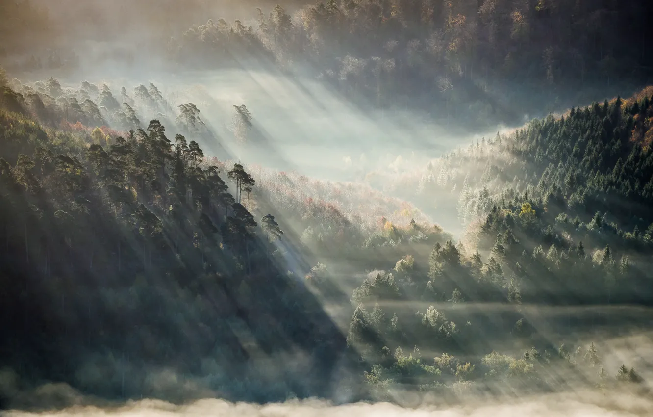 Photo wallpaper trees, fog, sunlight, Forest