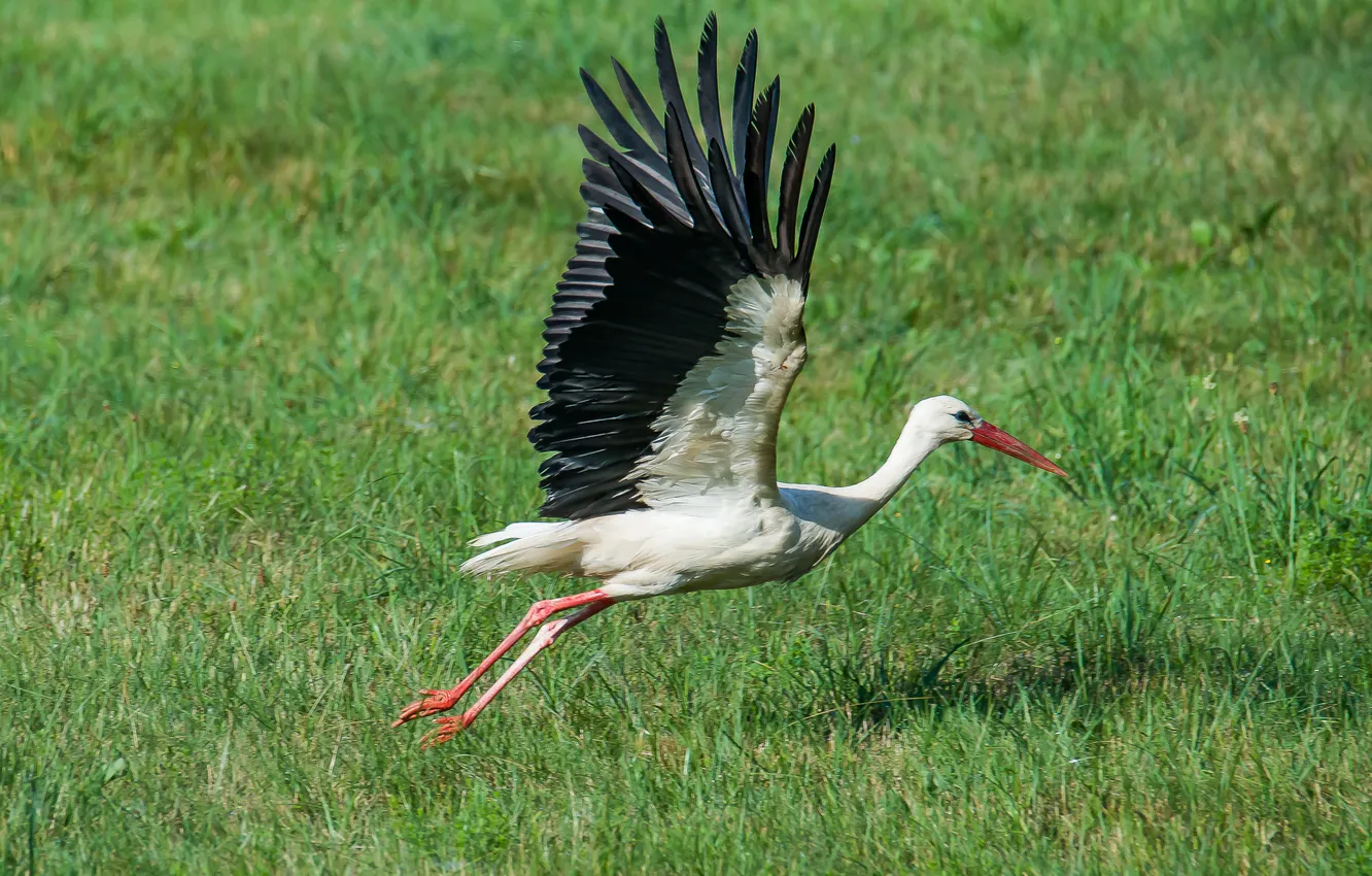 Photo wallpaper summer, bird, meadow, stork, the rise