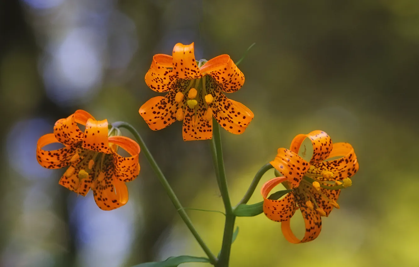 Photo wallpaper nature, Lily, petals, stem
