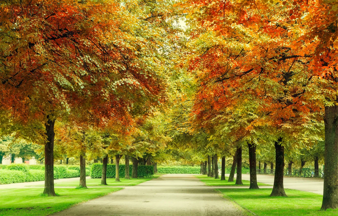 Photo wallpaper autumn, forest, leaves, trees, Park, forest, alley, landscape