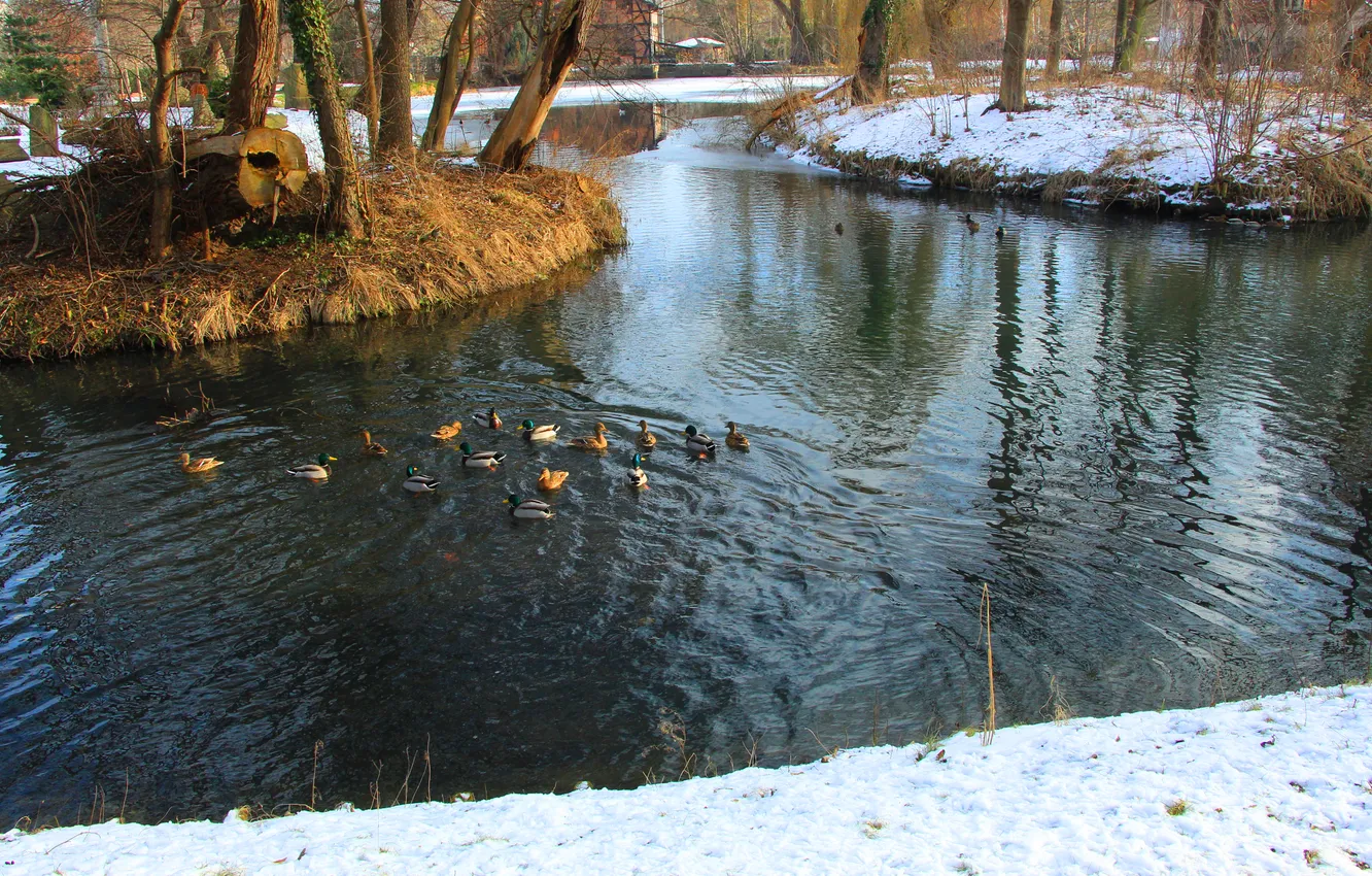 Photo wallpaper bird, water, park, pond, ducks, swim