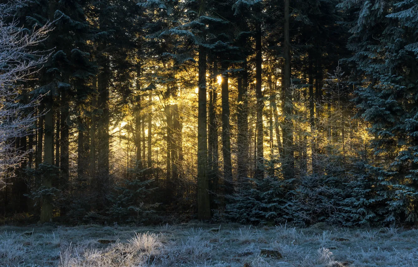 Photo wallpaper winter, frost, forest, the sun, rays, trees, landscape, branches