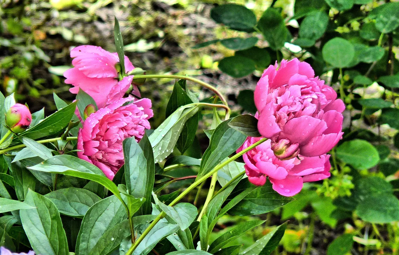 Photo wallpaper flowers, Summer 2025, Milk-flowered peony