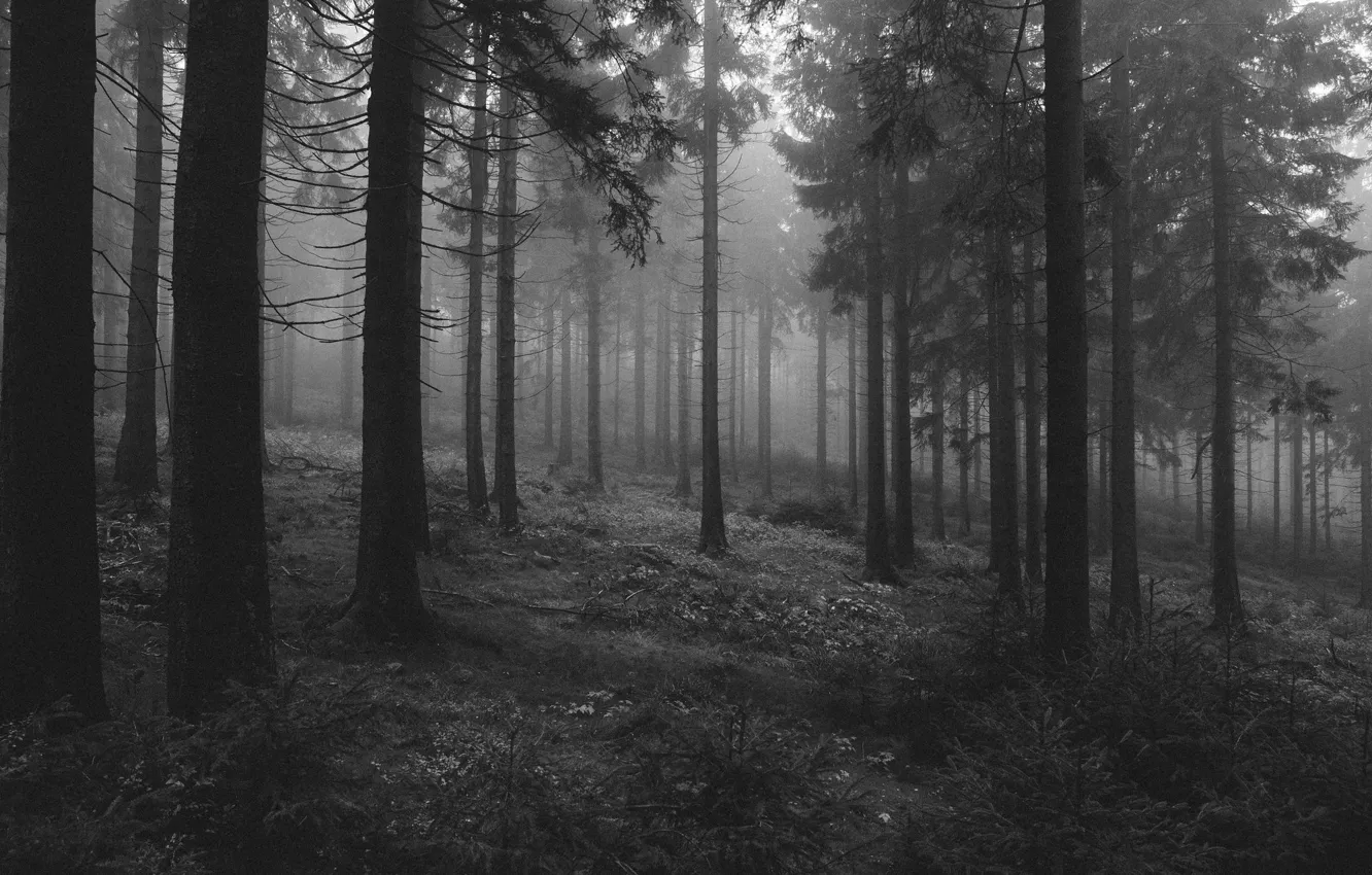 Photo wallpaper forest, trees, nature, black and white, monochrome