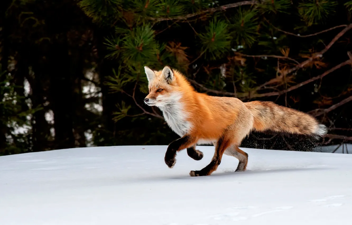 Photo wallpaper winter, snow, trees, nature, Fox, red, Fox
