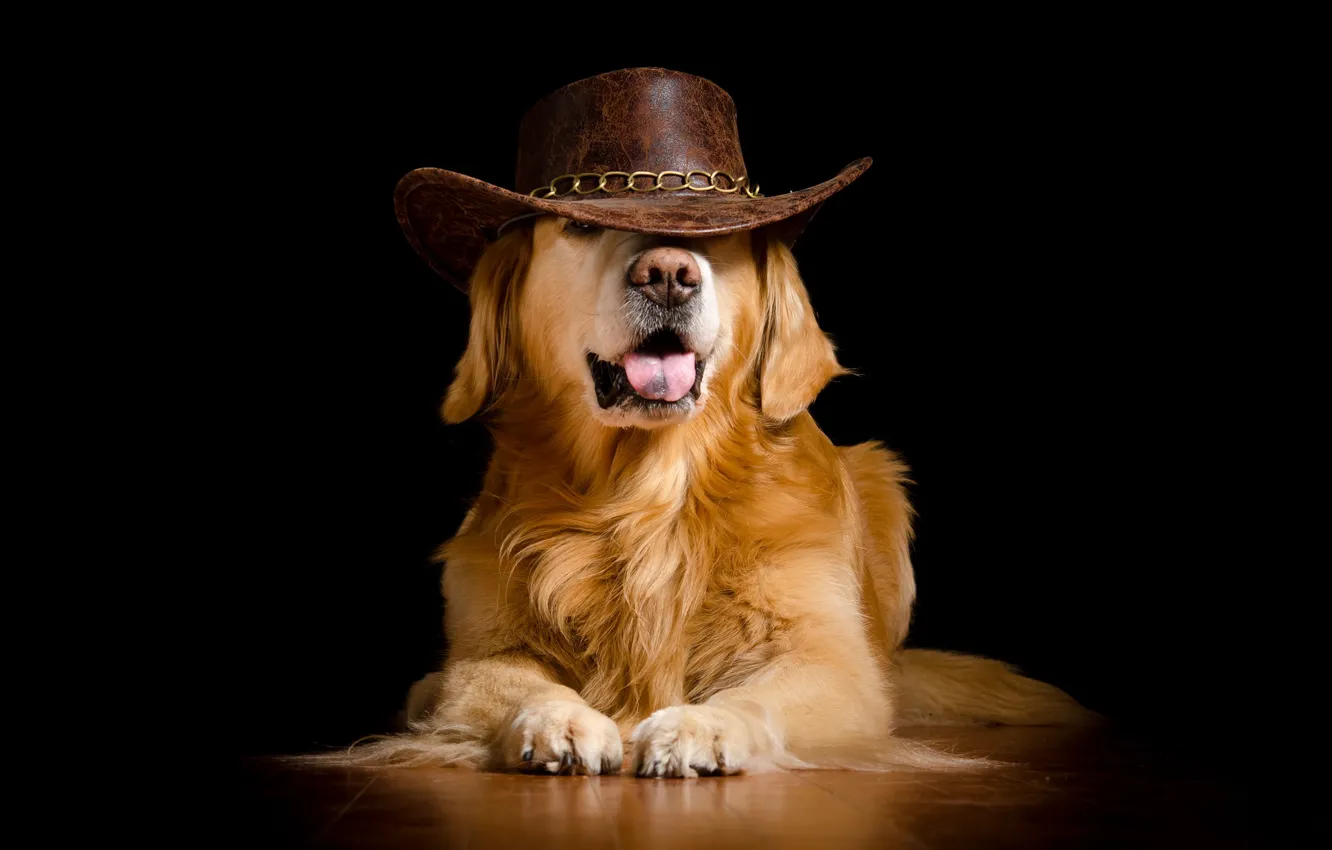 Photo wallpaper dog, hat, black background