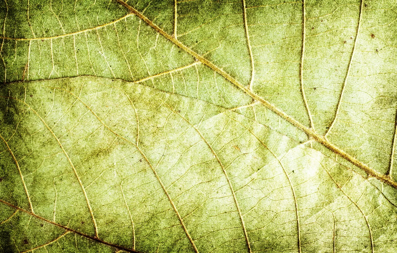 Photo wallpaper leaves, green, background, texture