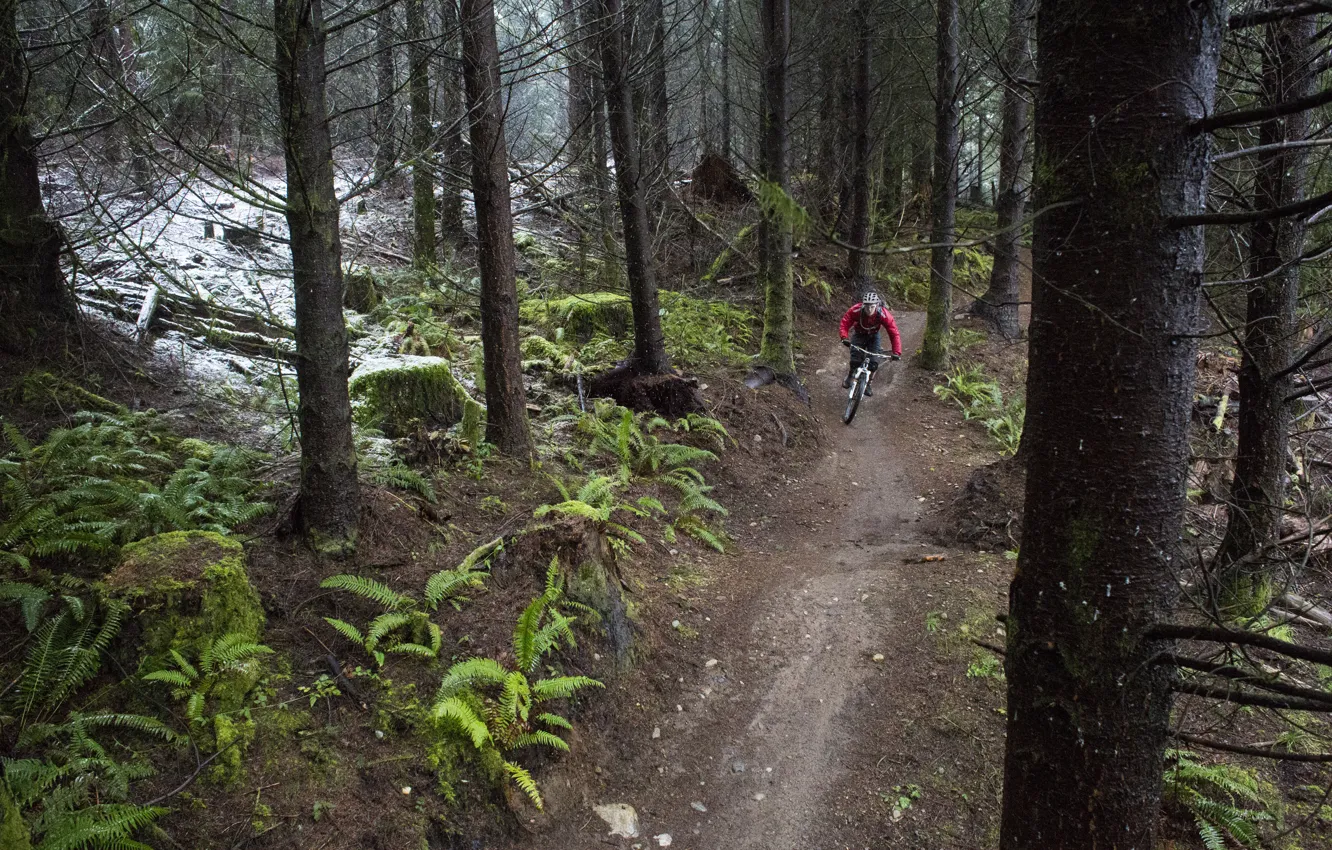 Photo wallpaper forest, nature, sport, cyclist, mountain bike