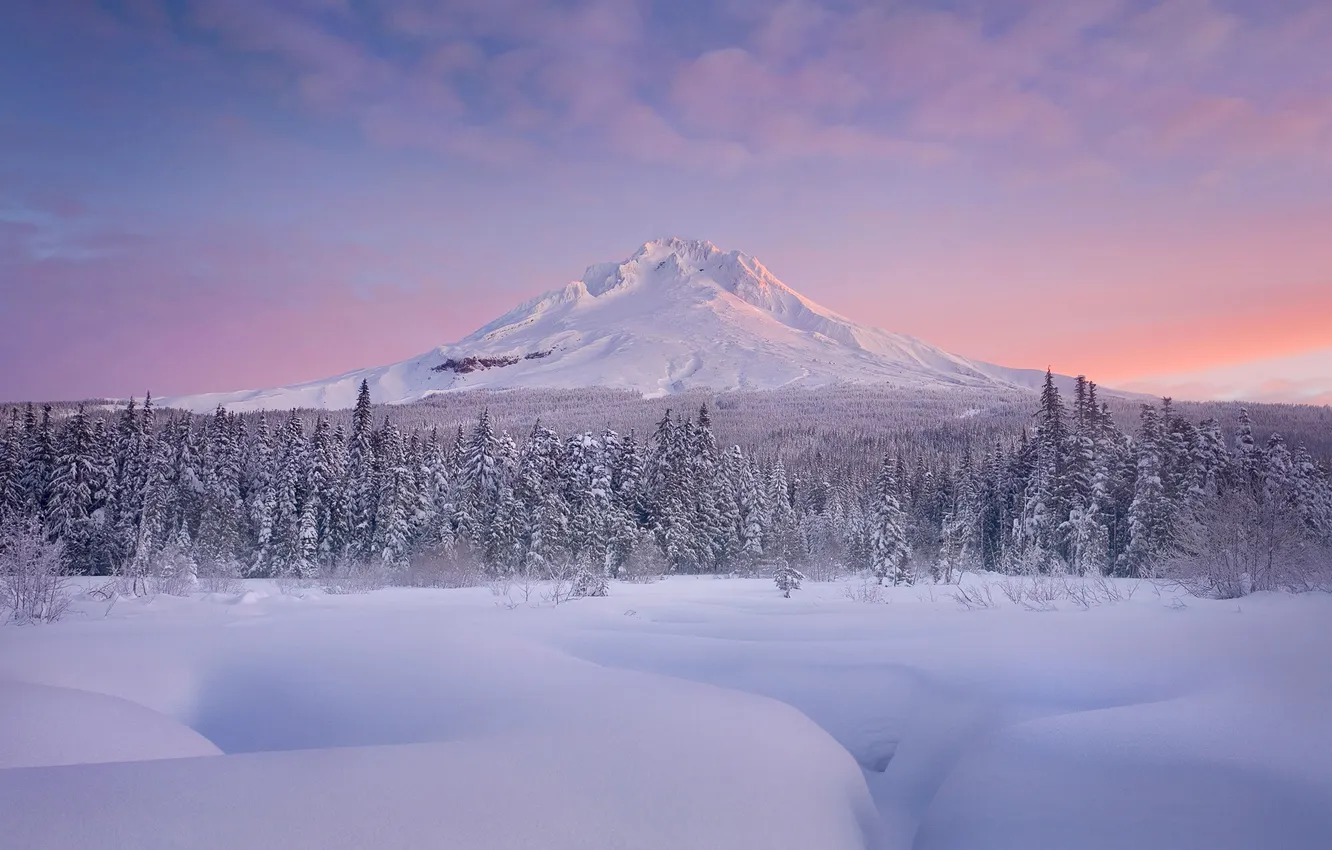 Photo wallpaper snow, dawn, tree, mountain