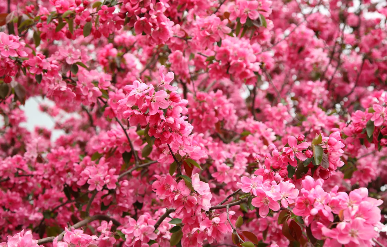 Photo wallpaper spring, flowering, Flowers, pink, spring, flowering