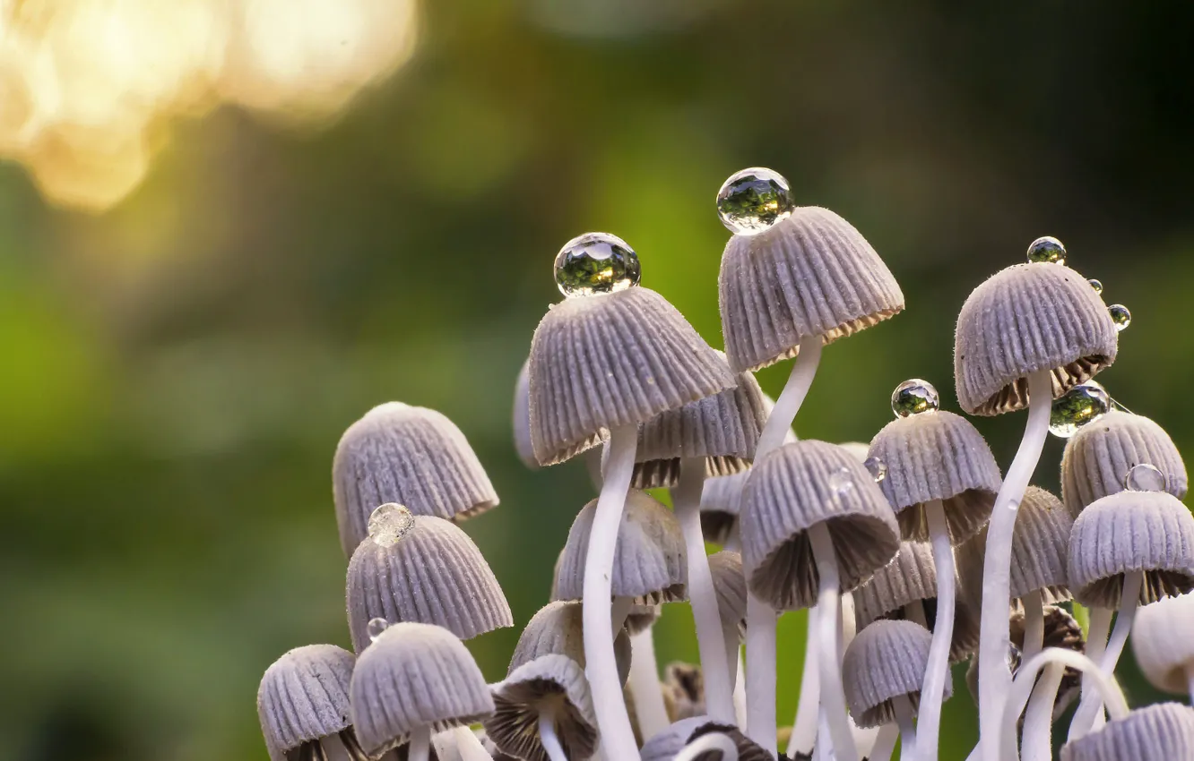 Photo wallpaper drops, nature, mushrooms, family