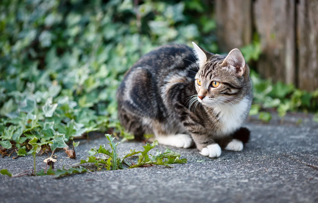 Photo wallpaper cat, grass, kitty, yard, sitting