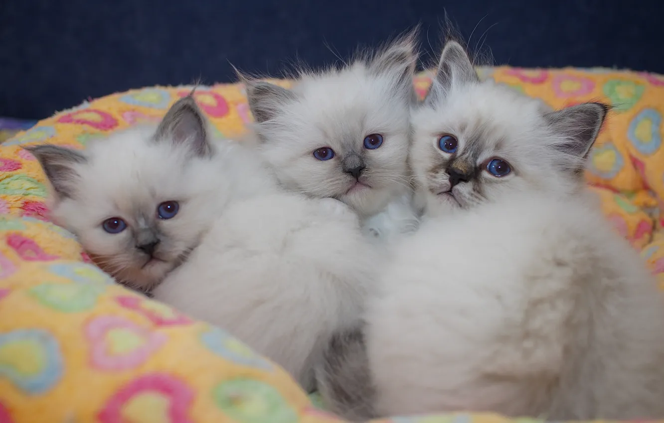 Photo wallpaper cat, look, pose, comfort, together, lies, fur, white