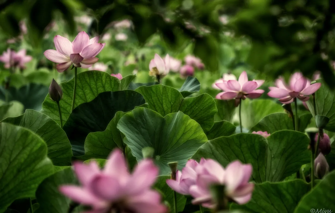 Photo wallpaper leaves, pond, Lotus