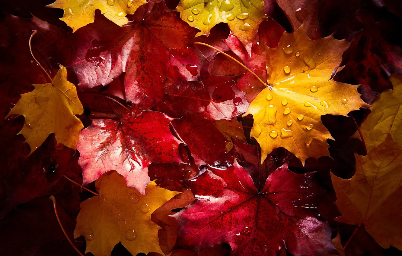 Photo wallpaper wet, autumn, drops, macro, foliage, after the rain